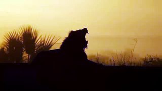 LION DOCUMENTARY CHANNEL