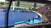 Show de los delfines (Dolphin's show) Oceanographic, Valencia (HD)