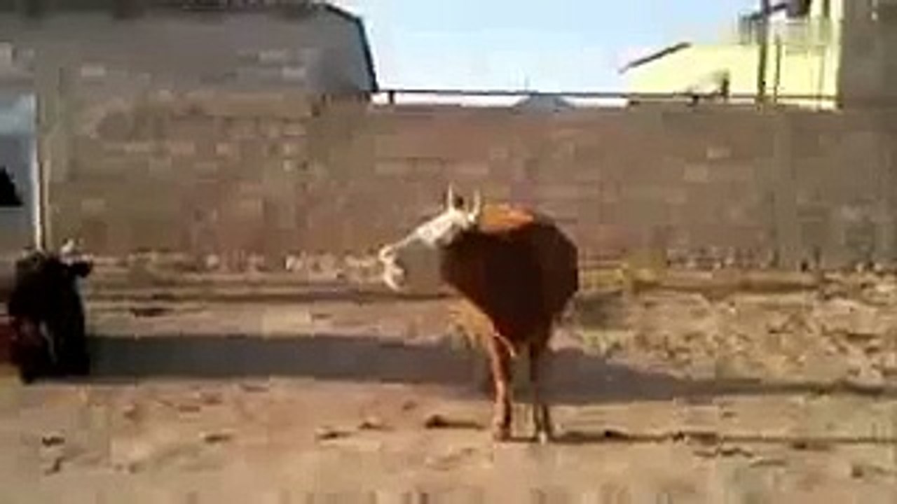 Funniest cow ever.try not to laugh.
