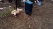Chihuahuas Meetup at The Shelton CT Dog Park (Part 1)