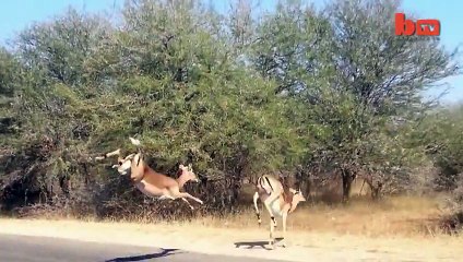 Safari Arabasına Çarpan Ceylan Çitalara Yem Oldu!