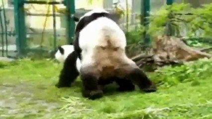 Panda Bears funny at Zoo funny animal