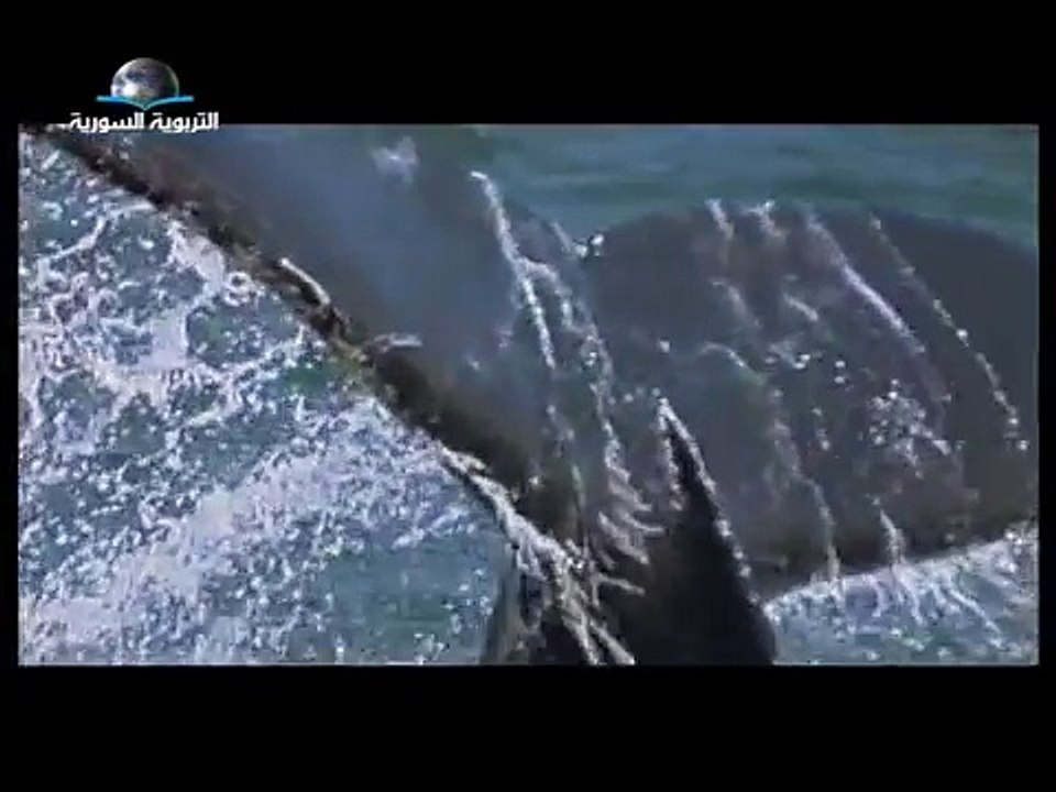 الحوت الازرق