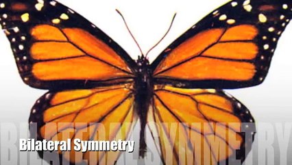 Animal Phyla Classification