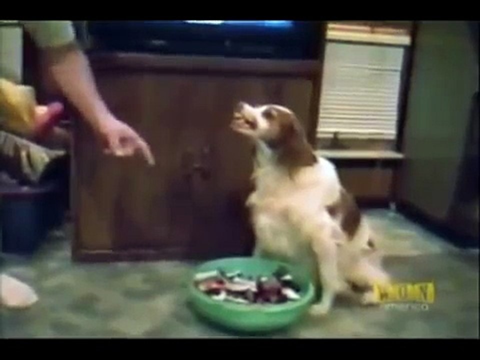America's Funniest Home Videos- Halloween Compilation