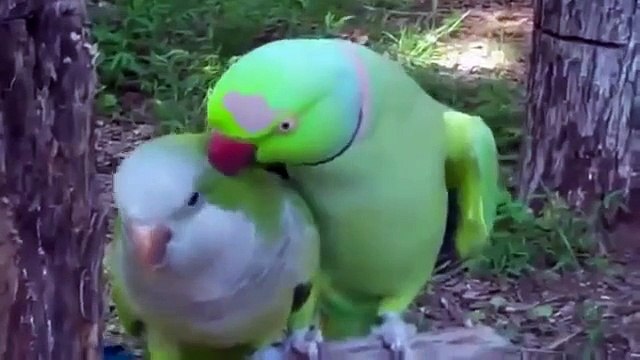 sexxyyy video 2014 nik English best funny animals compilation funny videos 2014 HD Part2.mp4