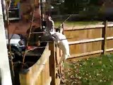 My Dog Polar jumps fence. Time to buy a new fence