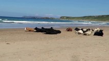 Cows sunbathing at Whitepark Bay