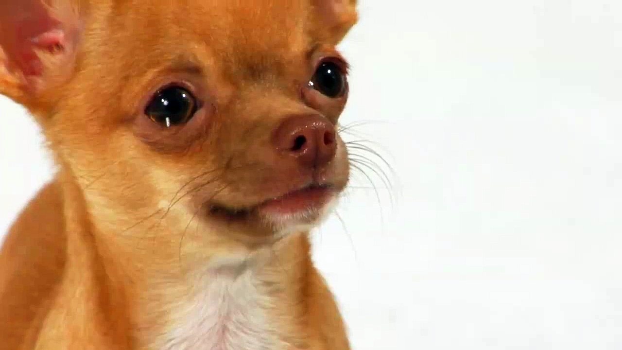 Funny My dog crying very kute