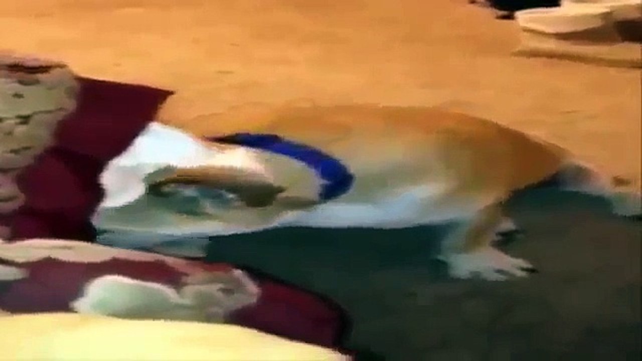 Best of Comedy : Super Funny English Bulldog Fail Animal Videos