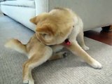 16 week old shiba inu grooms herself