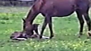 Baby horses learning to walk
