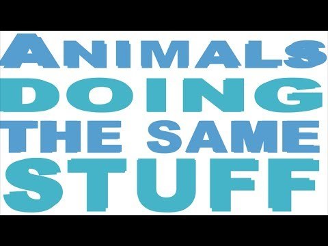 Animals Doing The Same Stuff