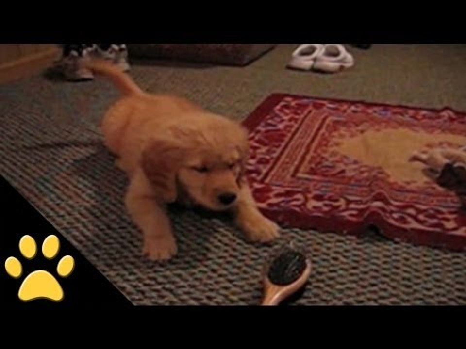 Golden Retriever Puppy Loves Brush video Dailymotion