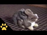 Bunny Humping Stuffed Bunny