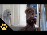 Poodles Are Awesome: Compilation