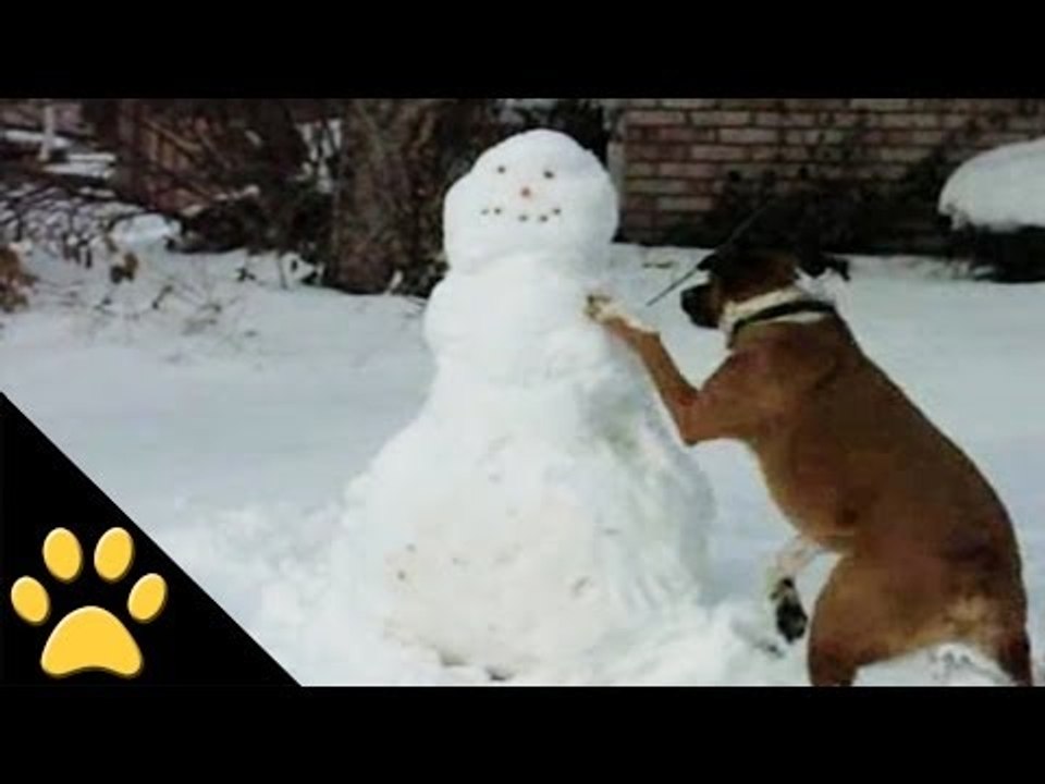 Dogs, Sleds And Snowmen