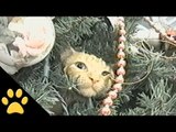 Cats In Christmas Trees: Compilation