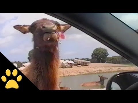 Hunger Games: Catching Fire - Animal Compilation