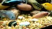 African Cichlids eating Dead Piranha