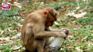 FUNNY VIDEOS 2015 TRY NOT TO LAUGH BEST FUNNY ANIMALS FUNNY CATS