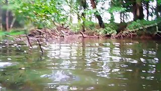 underwater creek swimming 1