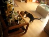 Cat Fight -  Growls and Hisses