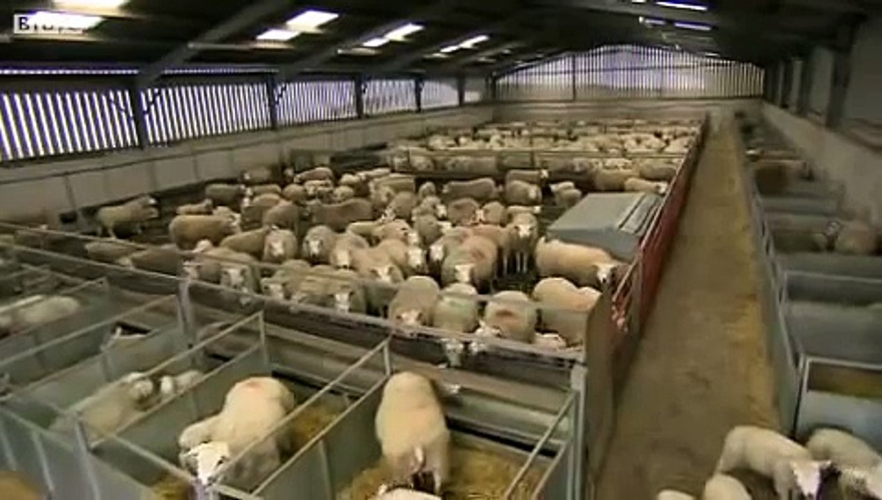 Welsh sheep farms pushed to brink