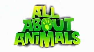 Przewalski Horse segment - All About Animals TV Show.wmv