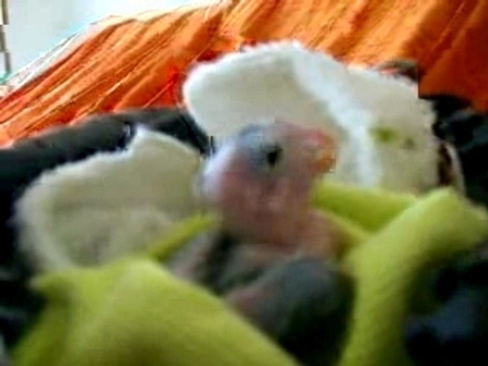 baby bird