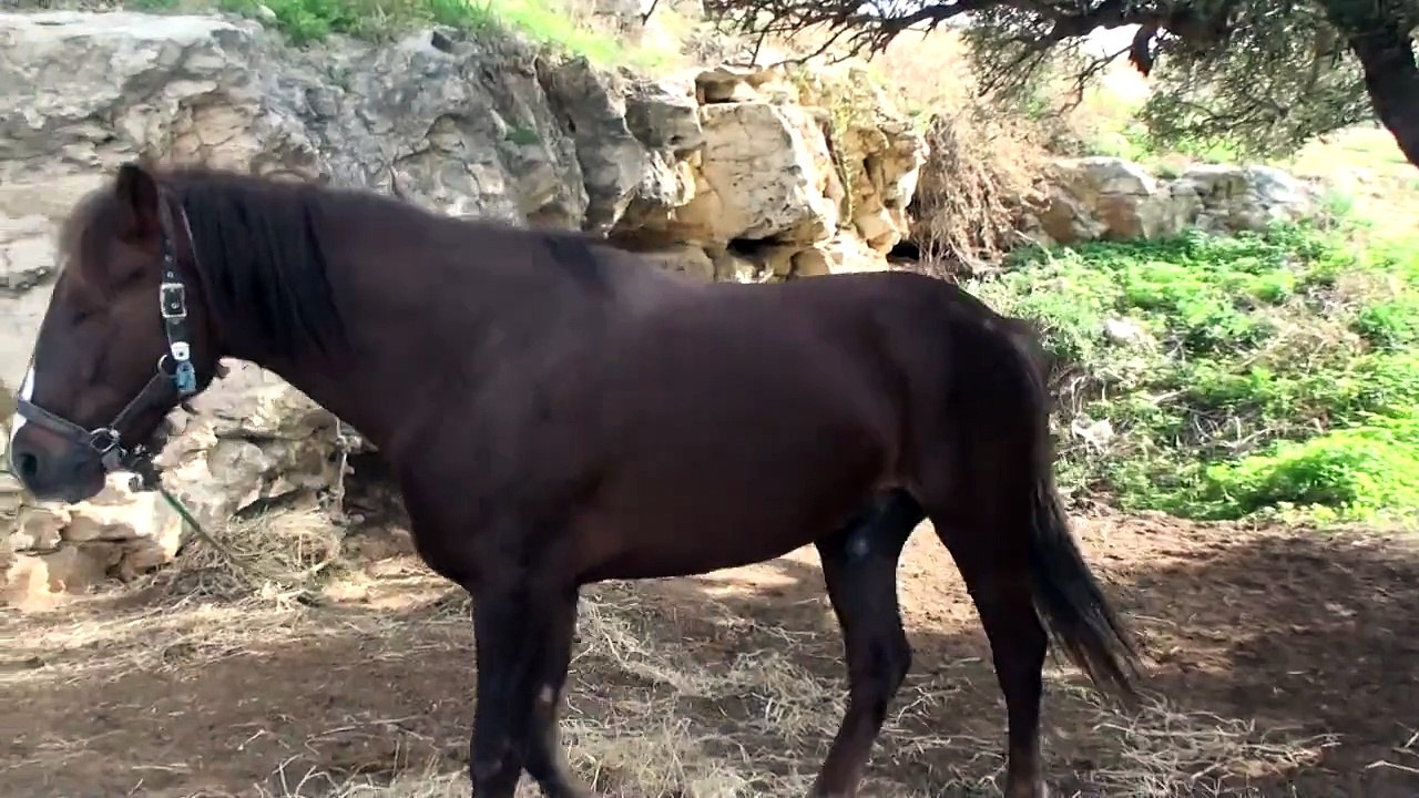 symferei.gr ΑΛΟΓΟ ΒΑΡΒΑΤΟ 3 ΧΡΟΝΩΝ.MPG