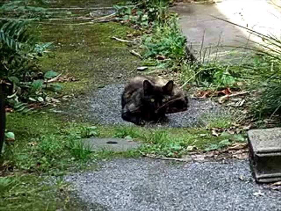 さくらと一郎　昭和枯れすすき（ネコヴァージョン）