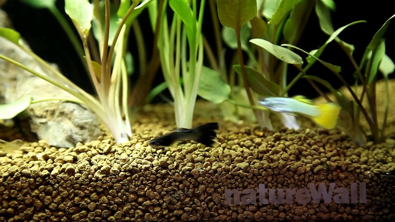 Design aquarium natureWall