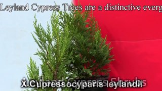 Plant a Leyland Cypress Shrub -  Cupressus leylandii