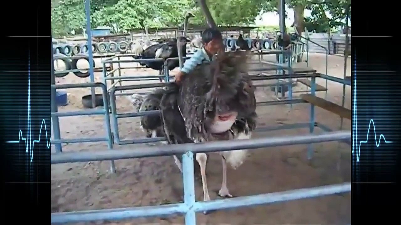 Animal giving birth videos 2015 Rhino, Elephant, Giraffe, Sea Lion, Rhinoceros video Dailymotion