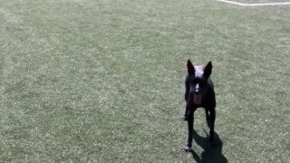 Peruvian hairless dog playing soccer in Sweden