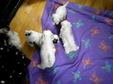 Malshi Puppies. 4 weeks old. (Shih-Tzu Maltese mix)