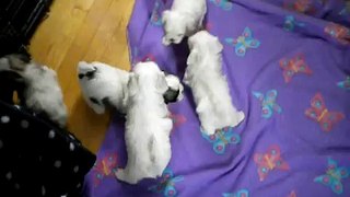 Malshi Puppies. 4 weeks old. (Shih-Tzu Maltese mix)