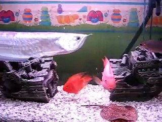 arowana chilling in the aquarium