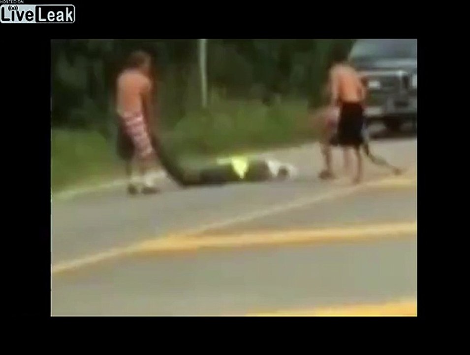 How to properly catch an alligator in the road