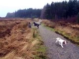 spaniels and deerhounds go for a walk.