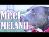 Meet Melanie: Adopt A Shelter Dog Campaign