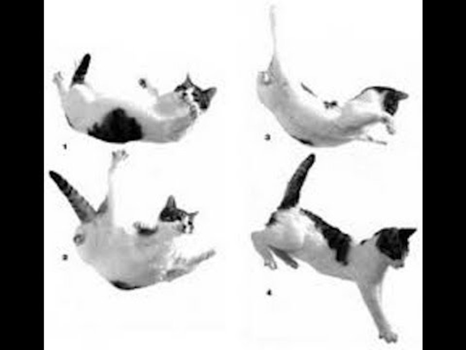 Cats Always Land On Their Feet