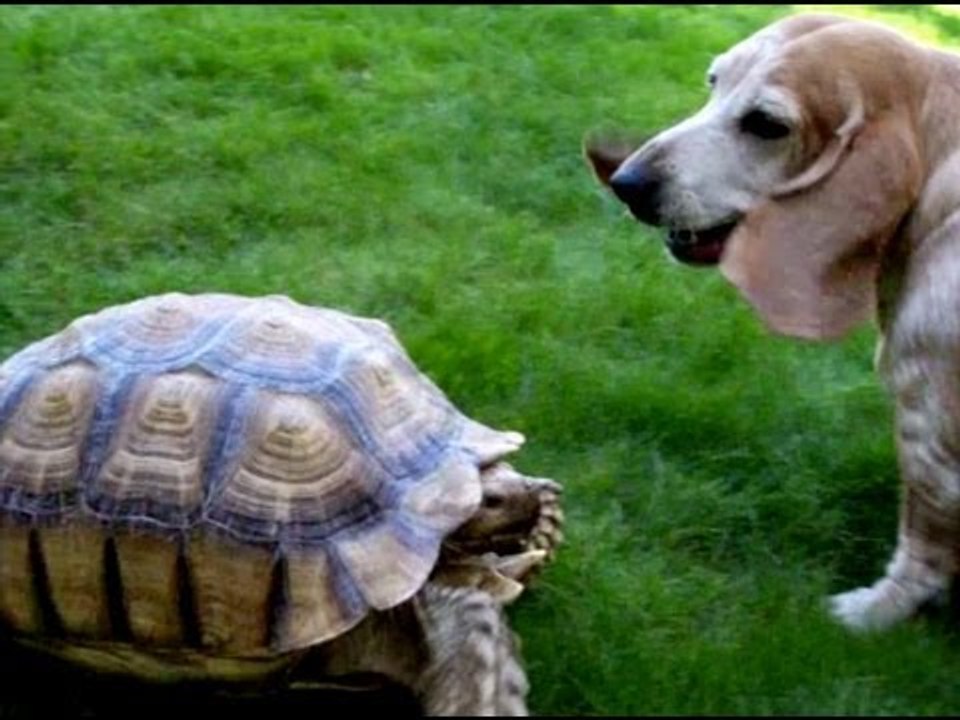 Dog Vs. Turtle: Battle of the Bark