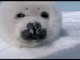 Baby Seal Gets Up Close And Personal!