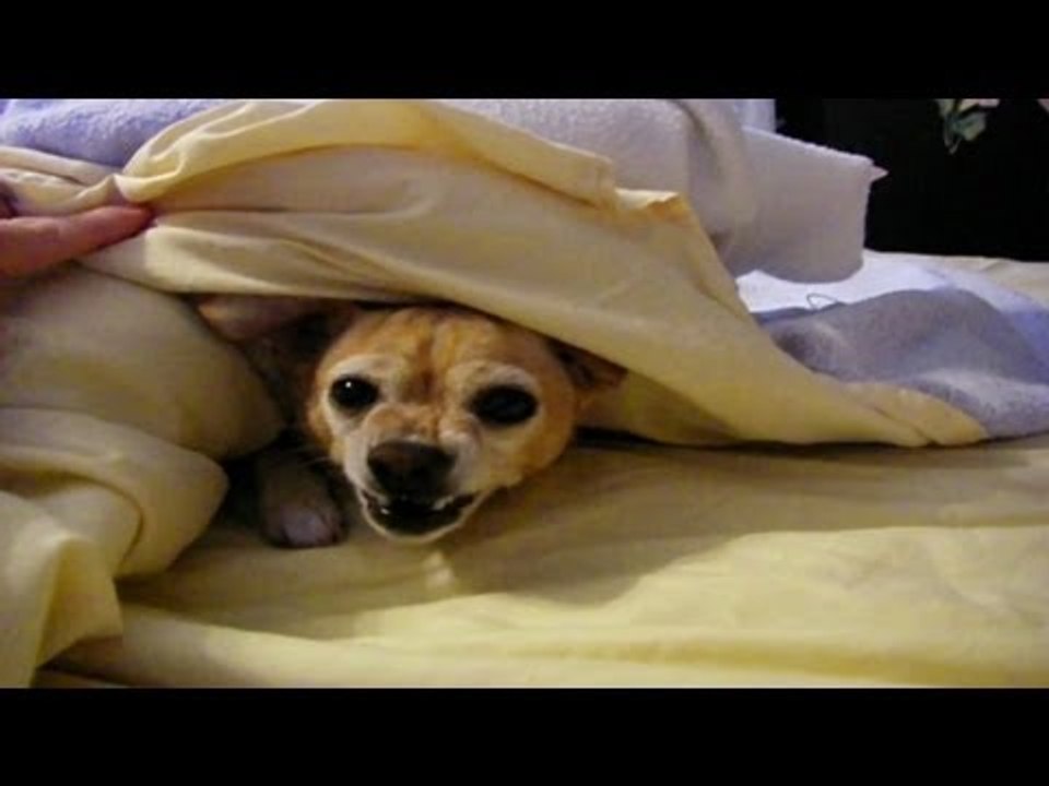 Even Dogs Hate Mondays