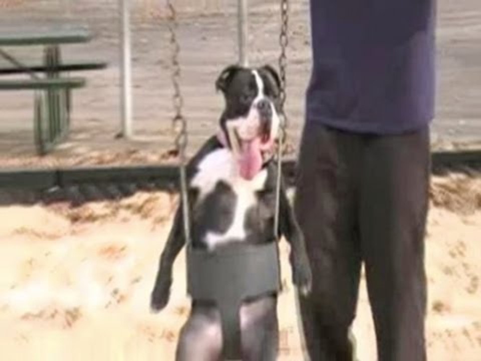 Happy Bulldog Swings on Swing Set