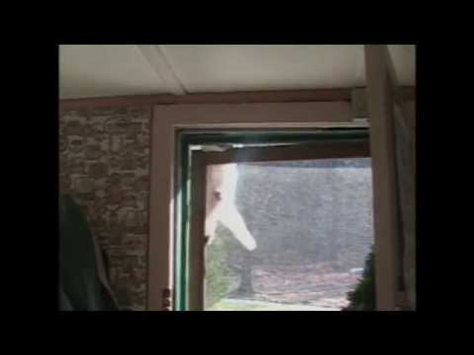 Spider Cat Opens Door - AMAZING