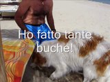 Non abbandonare il tuo cane! Fido può andare in vacanza!.avi