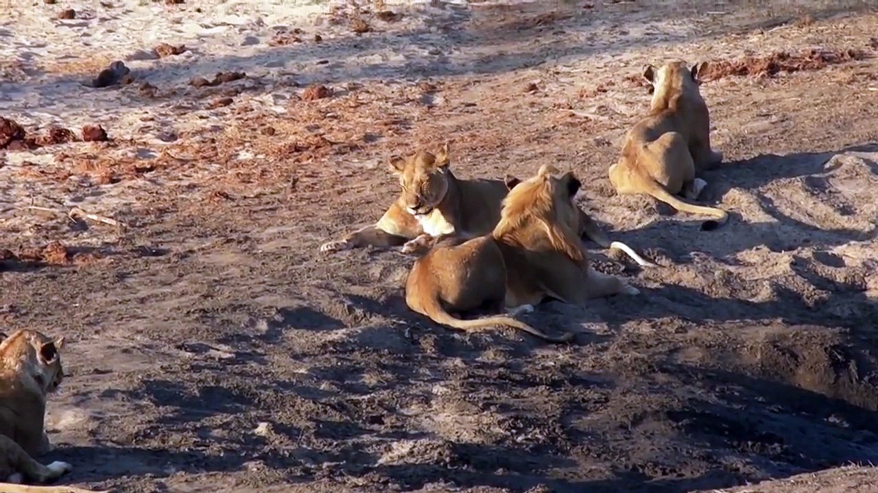 35 - Lions, lion cubs, sick lion cub Ruaha National Park, Tanzania.